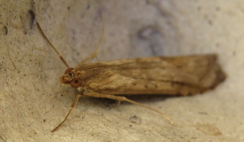 Falena siciliana 8 - Nomophila noctuella (cfr.), Crambidae